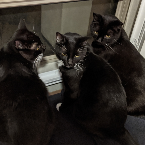 Meet your Posher, Julie - POSH AMBASSADOR! - Picture 3 of 3